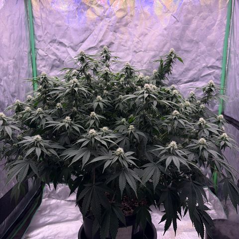 Serious Happiness growlog timeline photo