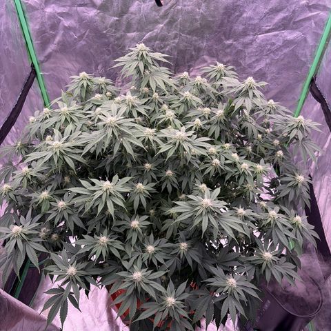 Serious Happiness growlog timeline photo