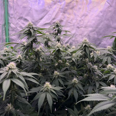 Serious Happiness growlog timeline photo
