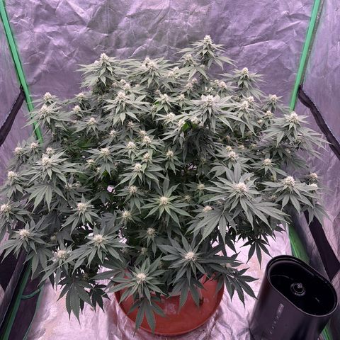 Serious Happiness growlog timeline photo
