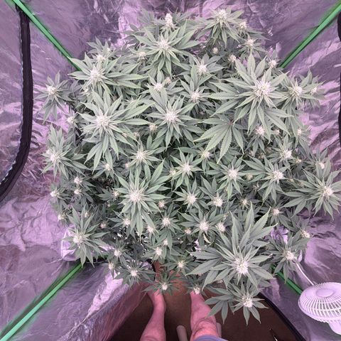 Serious Happiness growlog timeline photo