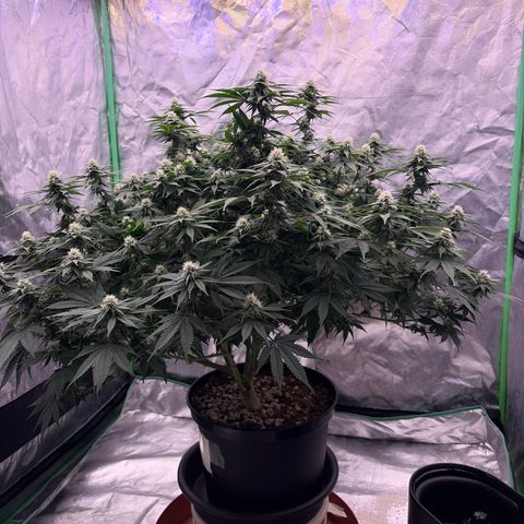 Serious Happiness growlog timeline photo