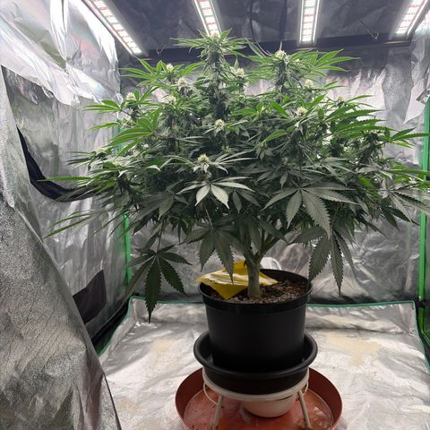 Rickey’s Hash Plant  growlog timeline photo