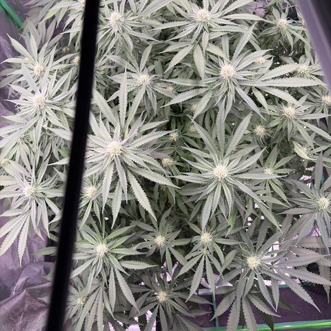 Rickey’s Hash Plant  growlog timeline photo