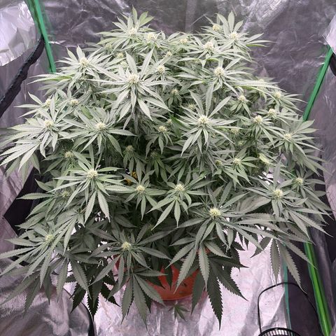 Rickey’s Hash Plant  growlog timeline photo