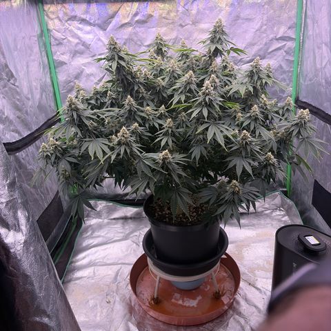Serious Happiness growlog timeline photo