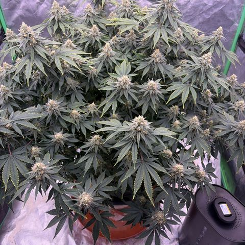 Serious Happiness growlog timeline photo
