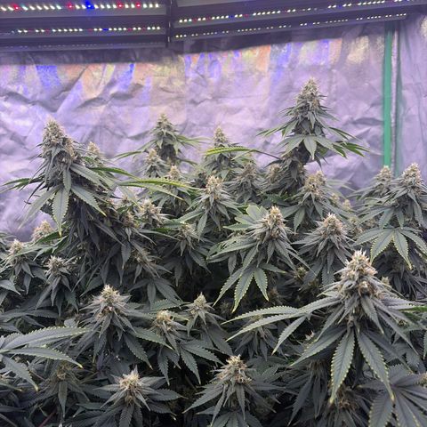 Serious Happiness growlog timeline photo