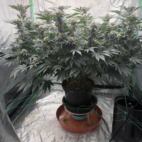 Cosmic Crashers growlog timeline photo