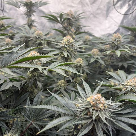 Cosmic Crashers growlog timeline photo