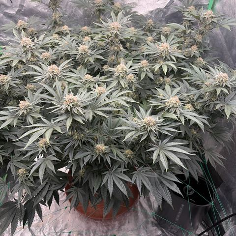 Cosmic Crashers growlog timeline photo