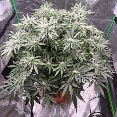 Rickey’s Hash Plant  growlog timeline photo