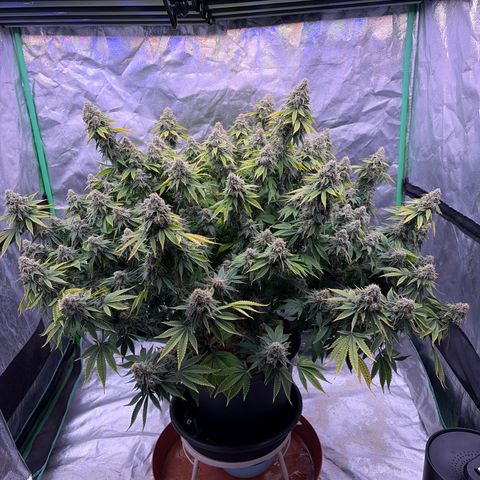 Serious Happiness growlog timeline photo