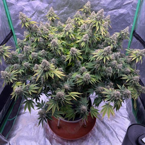 Serious Happiness growlog timeline photo