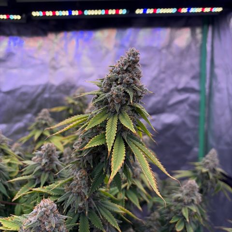 Serious Happiness growlog timeline photo