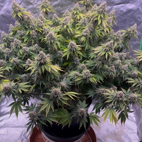Serious Happiness growlog timeline photo
