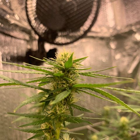 JHXC99  growlog timeline photo