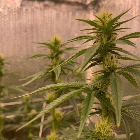 Mirage growlog timeline photo