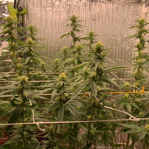 Mirage growlog timeline photo