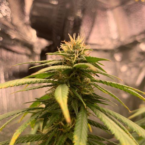 JHXC99  growlog timeline photo