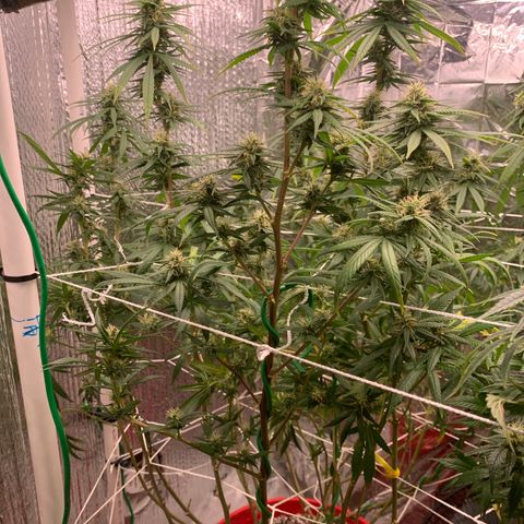 JHXC99  growlog timeline photo