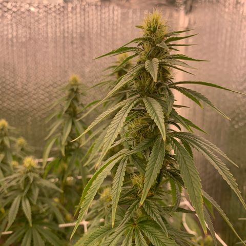 Mirage growlog timeline photo