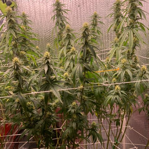 Mirage growlog timeline photo