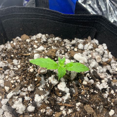 Blue Dream Auto growlog timeline photo