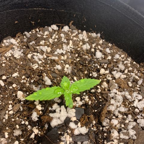 Blue Dream Auto growlog timeline photo