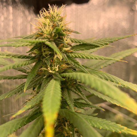JHXC99  growlog timeline photo