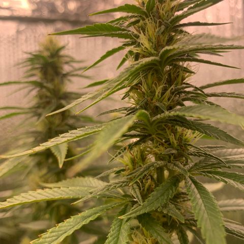Mirage growlog timeline photo