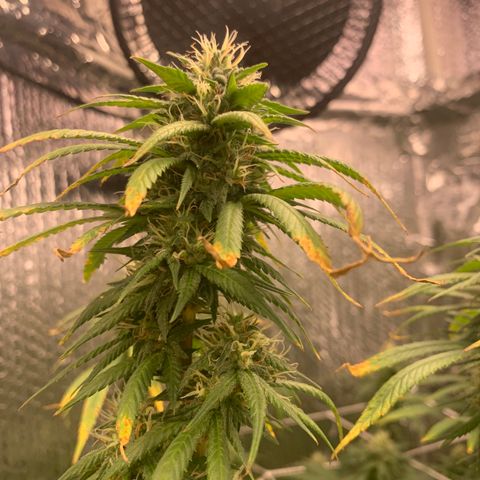 JHXC99  growlog timeline photo