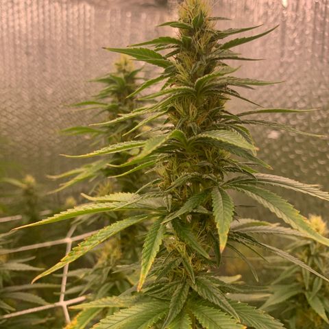 Mirage growlog timeline photo