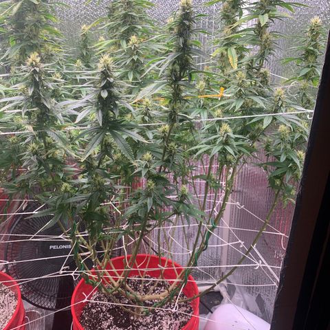 Mirage growlog timeline photo