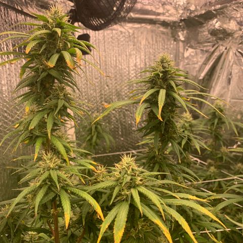JHXC99  growlog timeline photo