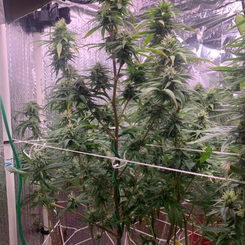 JHXC99  growlog timeline photo