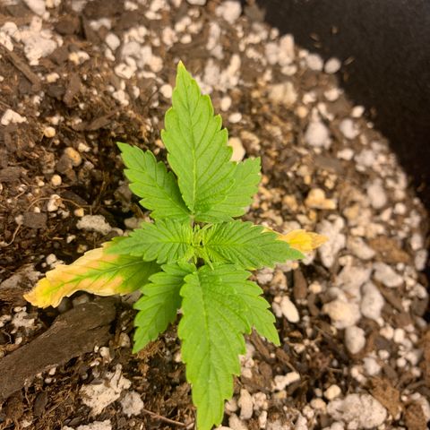 Blue Dream Auto growlog timeline photo