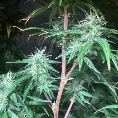 JHXC99  growlog timeline photo