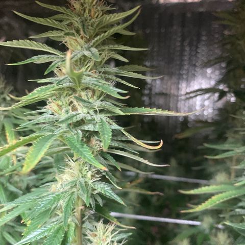 Mirage growlog timeline photo