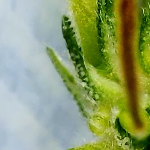 Mirage growlog timeline photo