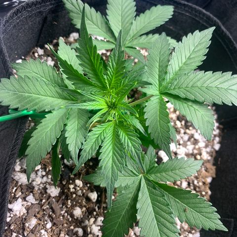 Blue Dream Auto growlog timeline photo