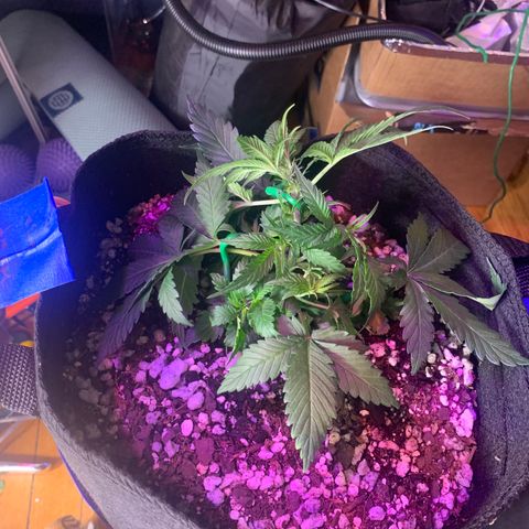 Blue Dream Auto growlog timeline photo