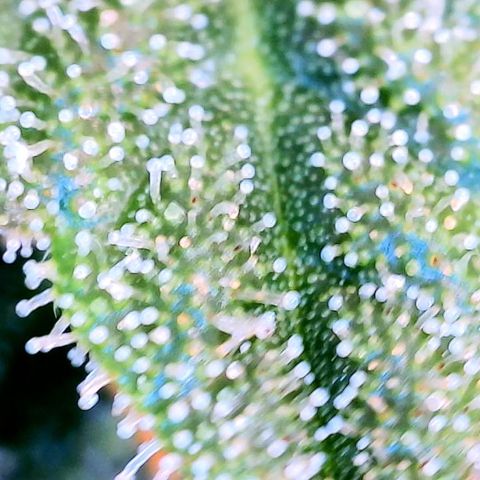 Blue Dream Auto growlog photo: Photo stockpile. Dates inaccurate 