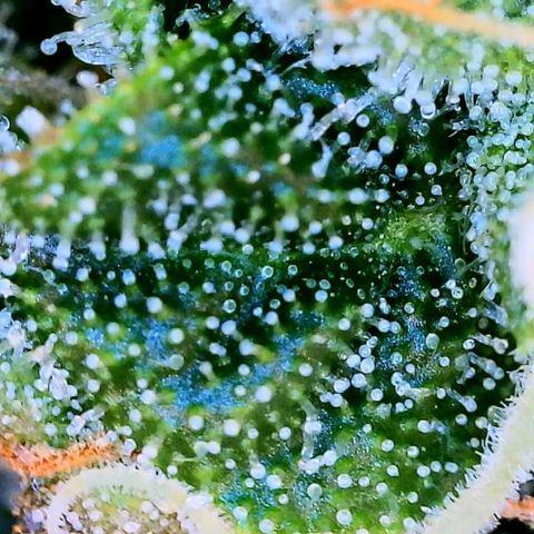 Blue Dream Auto growlog photo: Photo stockpile. Dates inaccurate 
