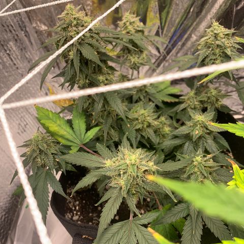 Blue Dream Auto growlog photo: Photo stockpile. Dates inaccurate 