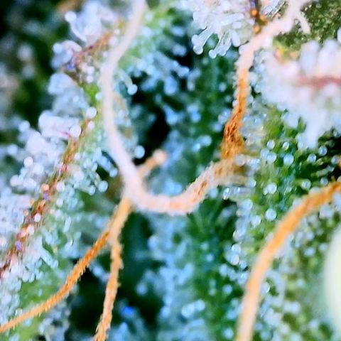 Blue Dream Auto growlog photo: Photo stockpile. Dates inaccurate 