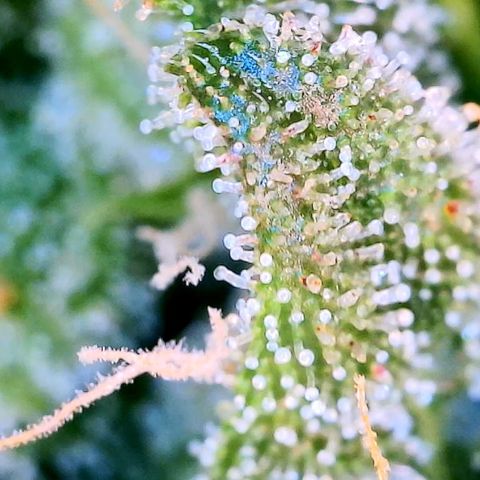 Blue Dream Auto growlog photo: Photo stockpile. Dates inaccurate 