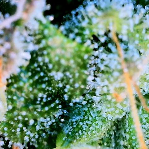 Blue Dream Auto growlog photo: Photo stockpile. Dates inaccurate 
