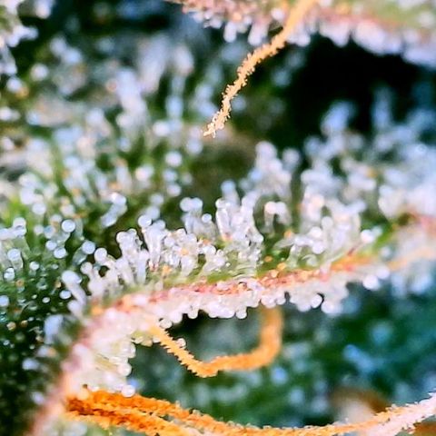 Blue Dream Auto growlog photo: Photo stockpile. Dates inaccurate 