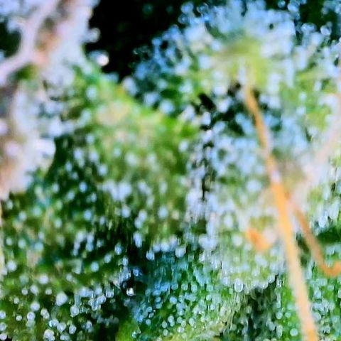 Blue Dream Auto growlog photo: Photo stockpile. Dates inaccurate 